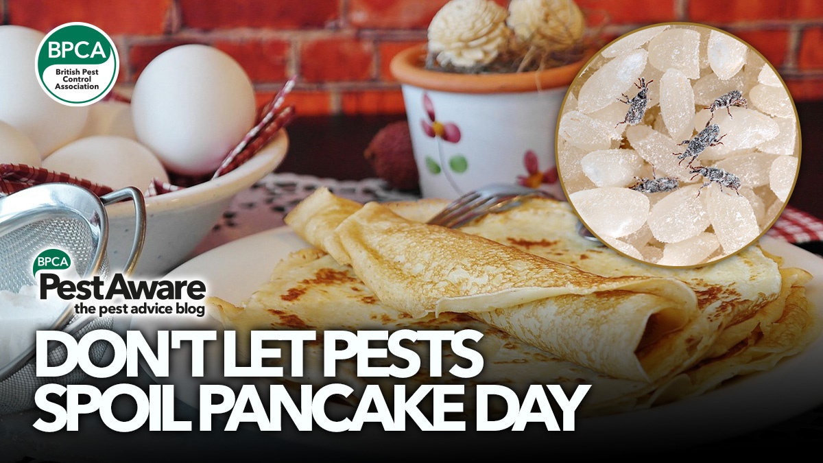 dont-let-pests-spoil-pancake-day-hero